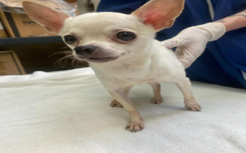 pa spca philadelphia