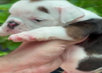 english bulldog price in india