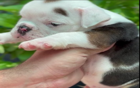 english bulldog price in india