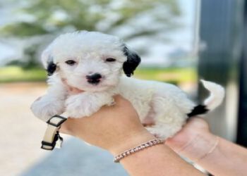 sheepadoodle white