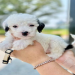 sheepadoodle white