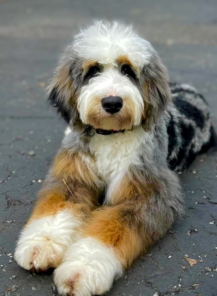 bernedoodle price near me