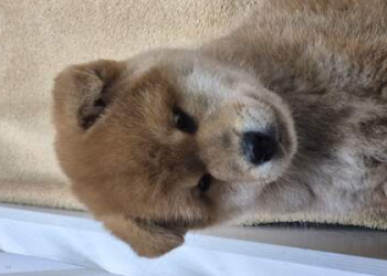 shiba inu dogs for sale uk