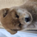 shiba inu dogs for sale uk