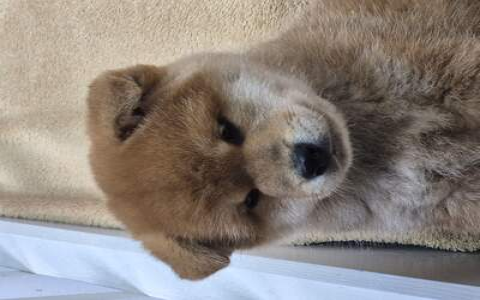 shiba inu dogs for sale uk