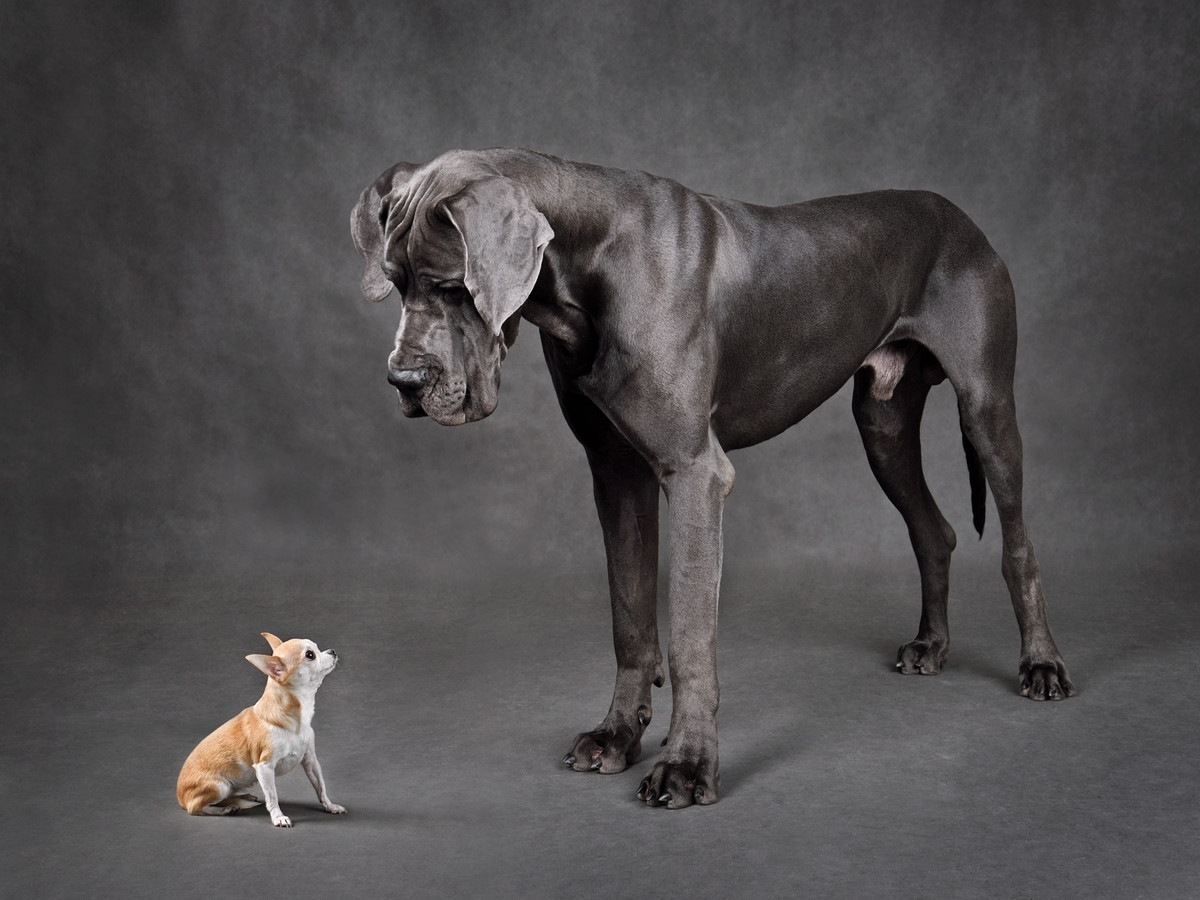 chihuahua and great dane