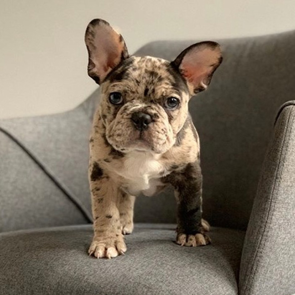 french bulldog breeders in nj