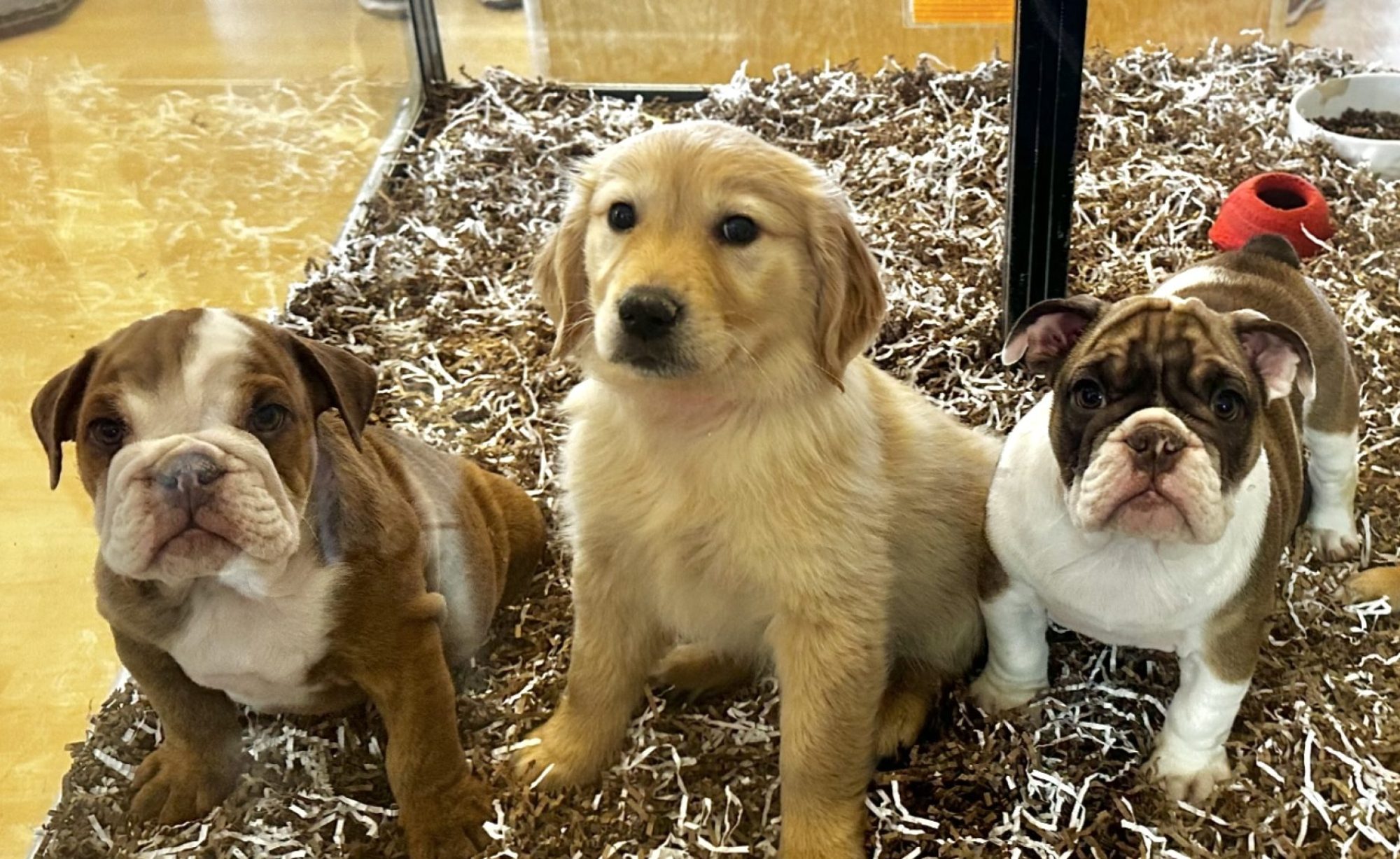 pet stores near me with puppies