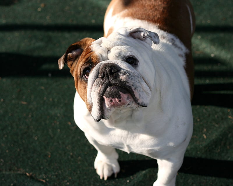 english bulldog price in india