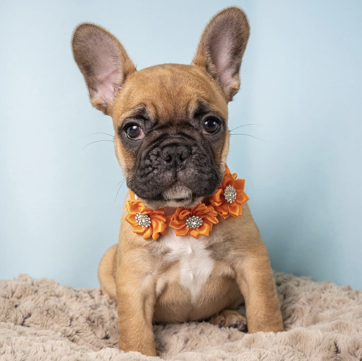 french bulldog breeders in nj
