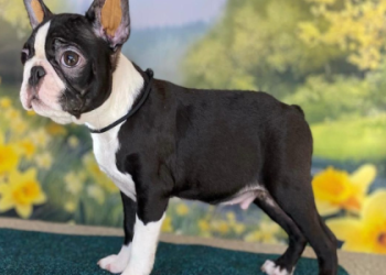 pug bull terrier mix