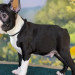 pug bull terrier mix