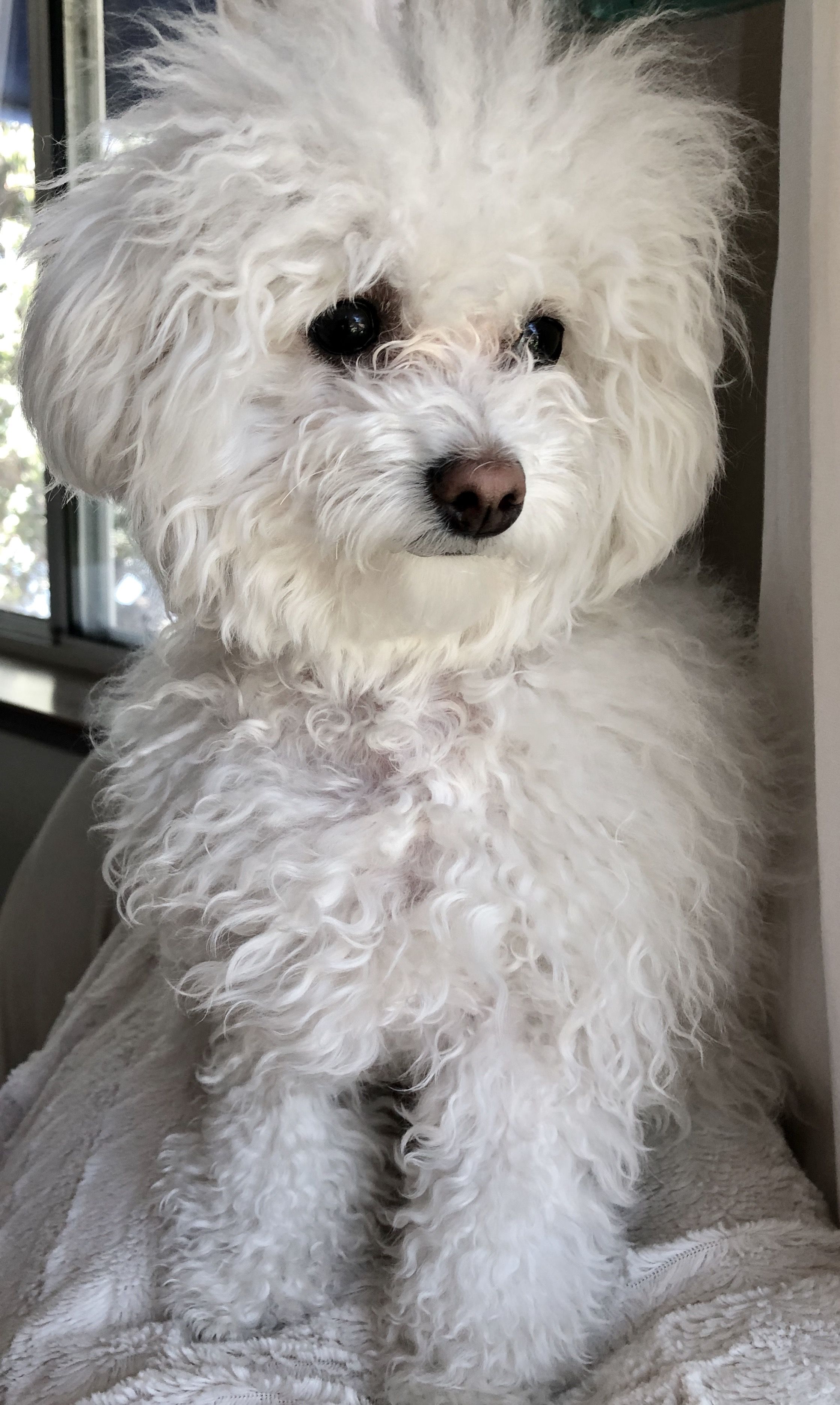 bichon frise maltipoo mix
