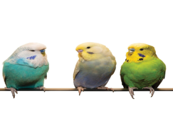 pet shops with animals near me